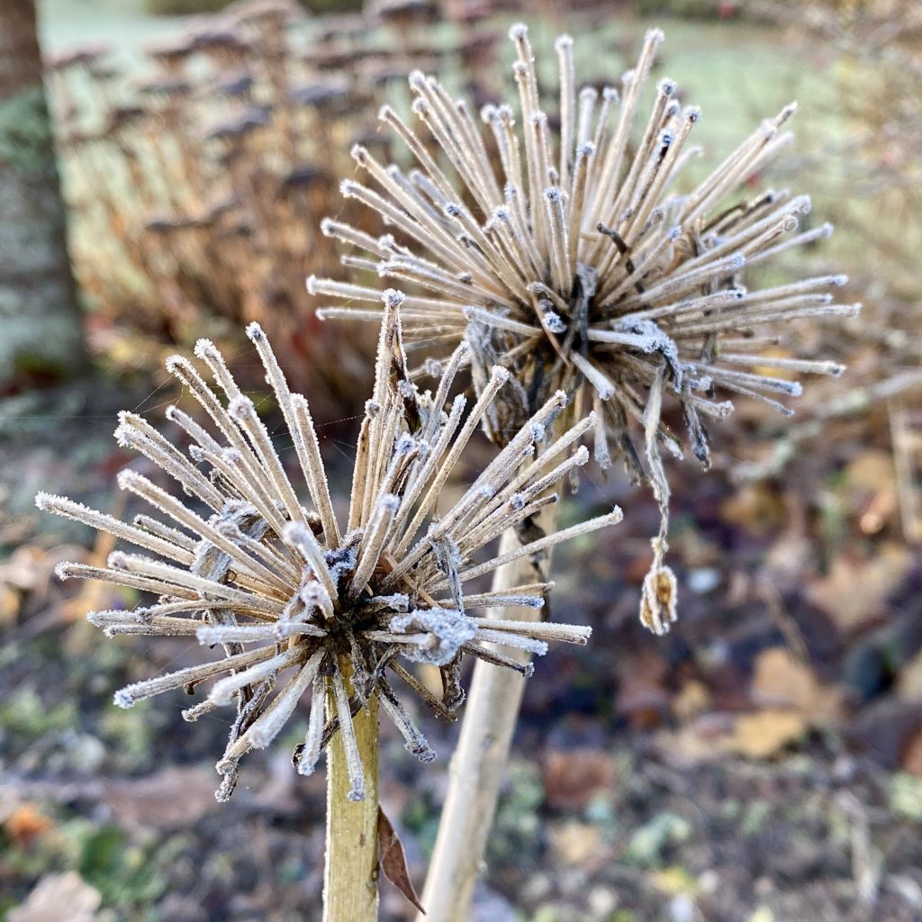 Plant