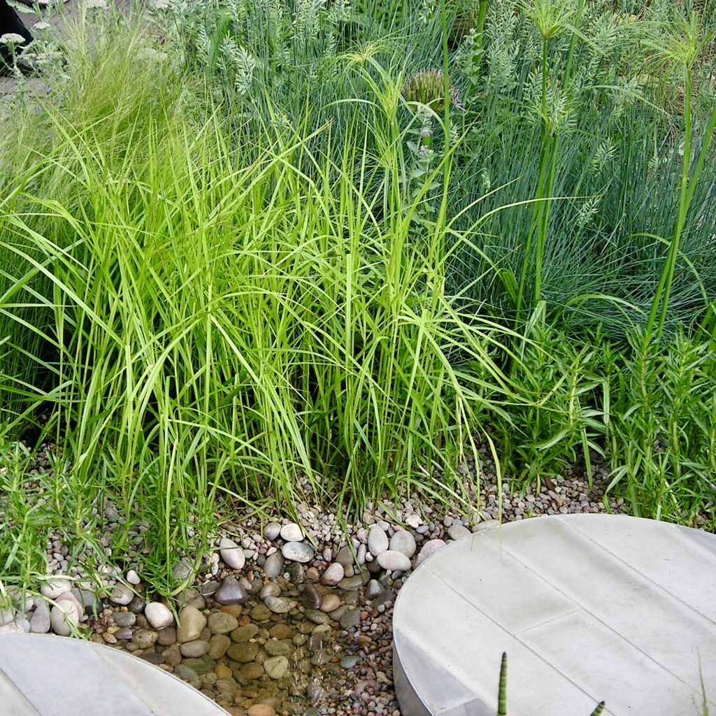 Plant