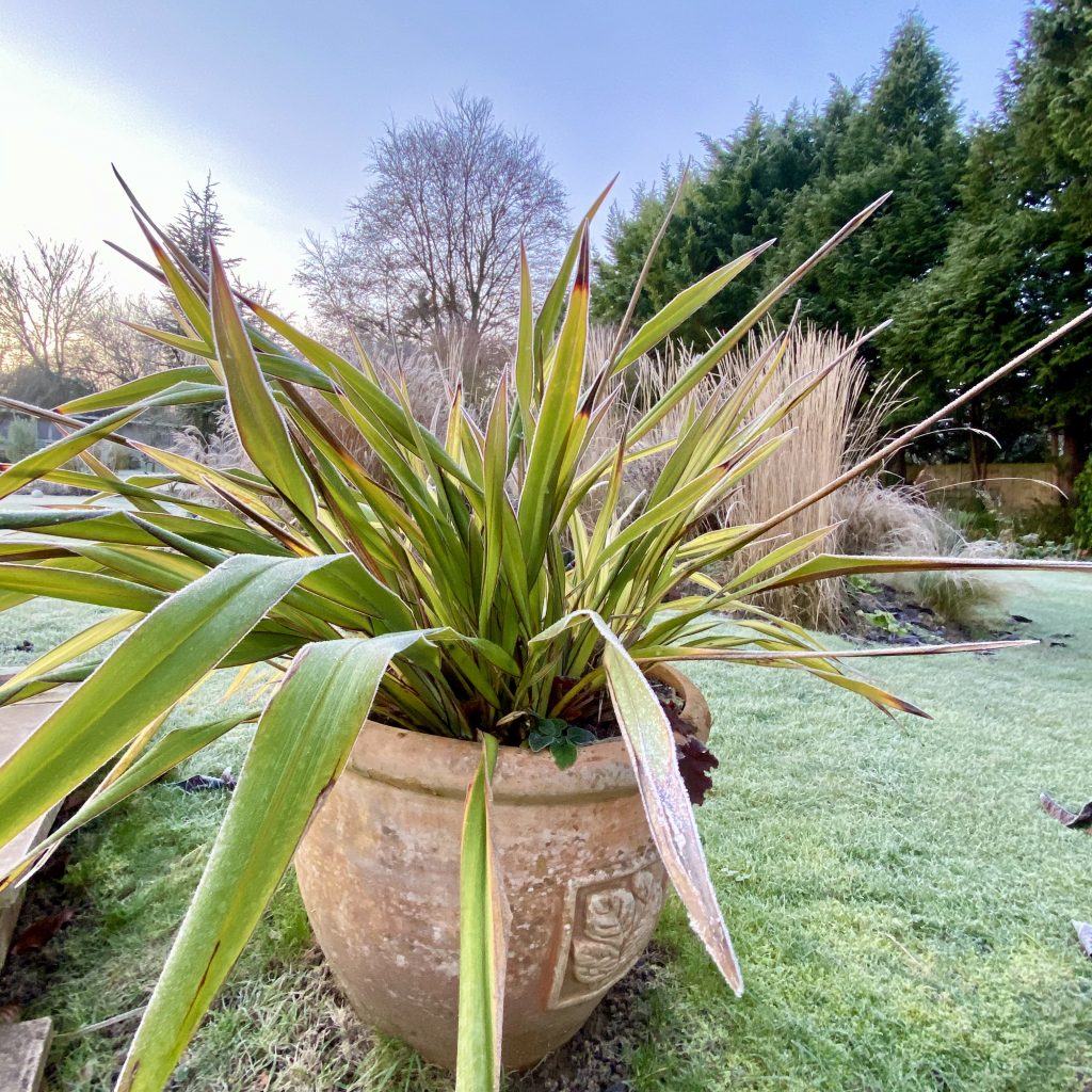 Pot Plant