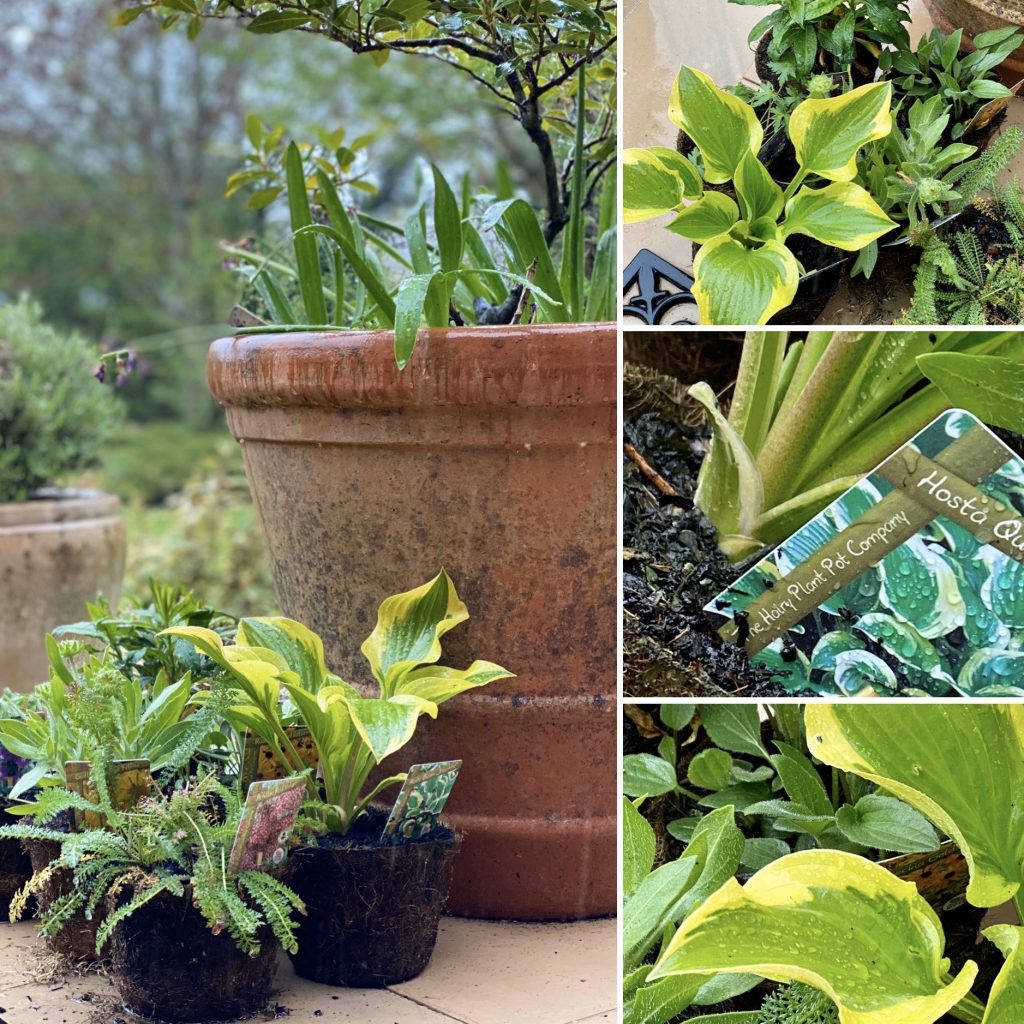 Plants