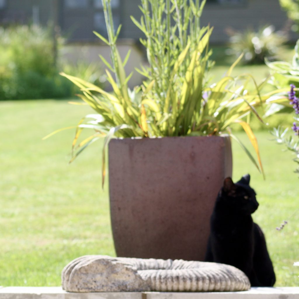 Plant and Cat