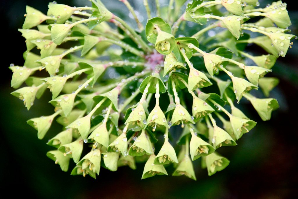 Flowers with dew
